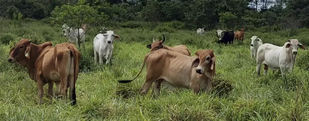 Alerta roja en San Juan del Cesar: Escalada de abigeato deja pérdidas millonarias en 48 horas