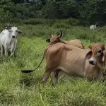 Alerta roja en San Juan del Cesar: Escalada de abigeato deja pérdidas millonarias en 48 horas