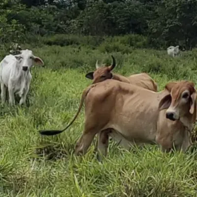 Alerta roja en San Juan del Cesar: Escalada de abigeato deja pérdidas millonarias en 48 horas