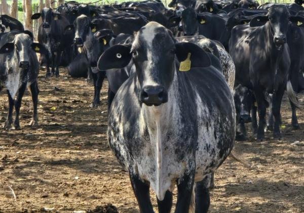 Luis Alberto Monsalvo Ramírez: “El Muñe”, un referente de la ganadería en el Caribe colombiano