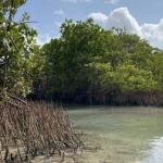 Manglares y pastos marinos del Caribe son clave frente al cambio climático