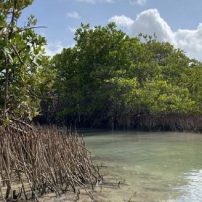 Manglares y pastos marinos del Caribe son clave frente al cambio climático