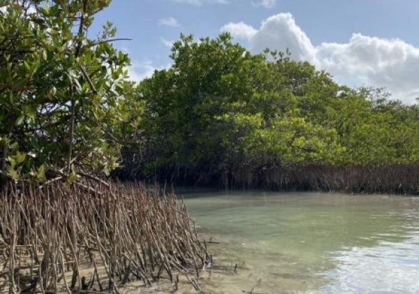Manglares y pastos marinos del Caribe son clave frente al cambio climático