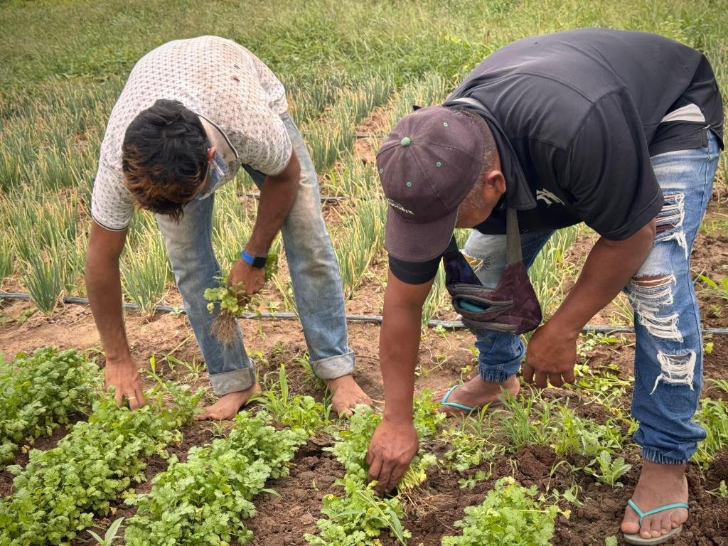 Gobierno Nacional impulsa compras directas a campesinos productores del territorio guajiro a través de Bienestar Familiar