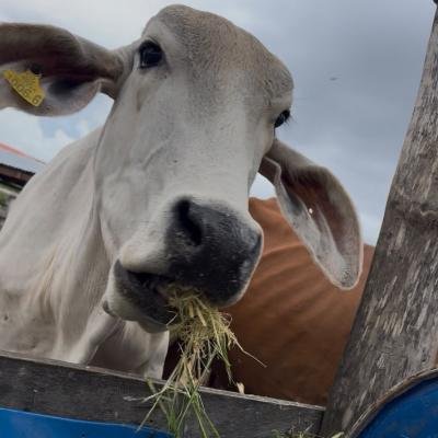La Gobernación de La Guajira promueve Forrajes Milagro para afrontar los efectos de El Niño en el sector ganadero